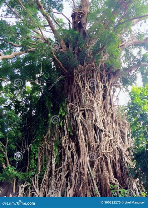 balete tree in english|millennium tree.